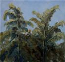 Trees Tops