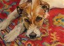 'Jack Russell on a Red Rug'