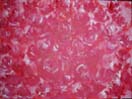 Field of Roses, acrylics on canvas panel 18x24cm