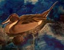 Pintail