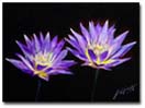'Water Lilies II' - Oil on canvas -18x24 inches - AJ LaGasse