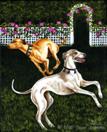 Rose Garden Frolic - Greyhound Dog Painting