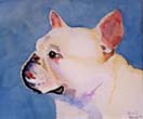 Bulldog