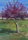 redbud tree 7x5 in.