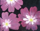 Purple Primula, acrylics on canvas panel 24x30cm