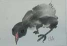 Chick sketches in Ink for Easter on rice paper