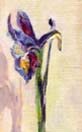 One Little Iris