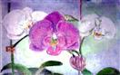 Phalenopsis Orchids at US Botanical Gardens
