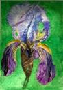 Bearded Iris ll