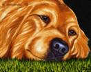 Golden Daydreams - Retriever Dog Art