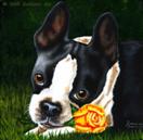 Daily Painting #196 - The Peace Offering- Boston Terrier Dog Art