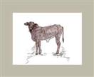 Bovine Cow Sketch