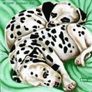 Daily Painting #202 - Two Little Peas in a Pod - Dalmatian Puppy Art