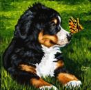 Daily Painting #203 - Little Miracles - Bernese Mountain Dog Art
