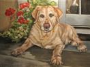 Blond Lab Named Lucy - Finished
