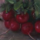 Radishes  5x5 in.