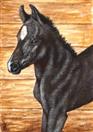 Baby Stormy - Arabian Horse Colt by Tanya Amberson