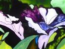 Morning Glories of Half Moon Bay, painting on glass
