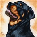 The Shoebox Dog Show Series:  'Rottweiler - Portrait #1'