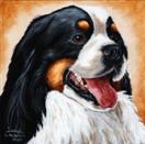 The Shoebox Dog Show Series:  'Bernese Mountain Dog - Portrait #3'