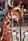 'Giraffe Carousel'