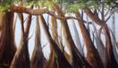 Sunlit Trees  landscape in oils daily painter
