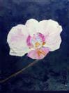 'Fragile Orchid' by Karla Nolan, palette knife oil painting, sold unframed, s&h incl. N. America