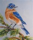 Bluebird On a Pine Branch