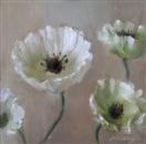 White Poppies  5x5 in.