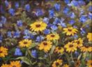 'Coneflowers in the Sun'