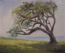 Knarly Oak Tree oil painting