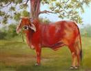 Bessie the Brahmal    oil painting on canvas  by Barbara Haviland