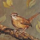 Carolina Wren