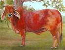 Bessie the Brahmal Cow by  Barbara Haviland