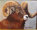Big Horned Sheep  Barbara Haviland
