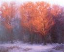 Winter Light on trees by BECKY JOY
