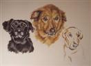Oscar, Bella, and Odie  WIP